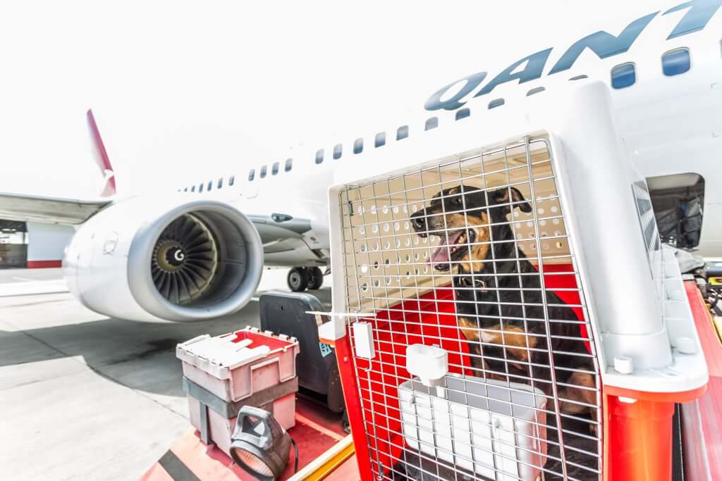 On Board Courier Service from China to Vietnam